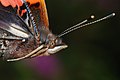 Clubbed antennae – Vanessa atalanta (Nymphalidae)