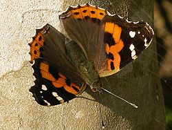 Vanessa indica