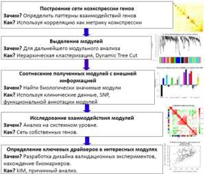 Схема работы WGCNA.