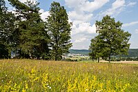 Wacholderheide Fleisbach