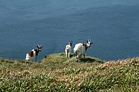 Wild Goats on Binnein Fithich