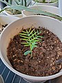 A 4 month old Wollemi pine seedling