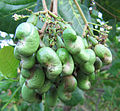 Young cashew fruits