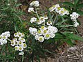 ヤマハハコ （キク科） Anaphalis margaritacea