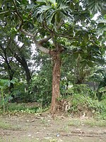 Arbre à pain (Artocarpus altilis)