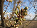 Reilingen, Februar 2014