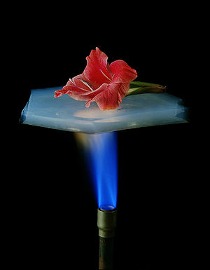 A flower is on a piece of aerogel which is sus...