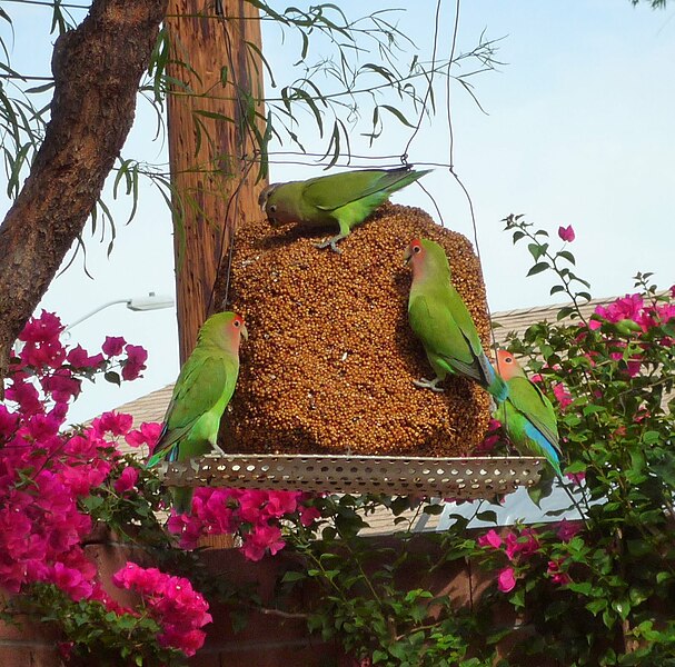 File:Agapornis roseicollis -Arizona -garden bird feeder-8.jpg