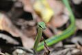 Andamanen-Bronzenatter (Dendrelaphis andamanensis)