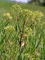 Angelica litoralis