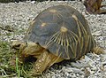 거북 (geobuk) tortue