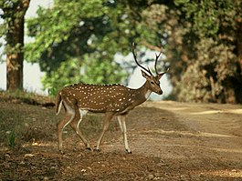 265px-Axis_axis_Kanha_4kl.jpg