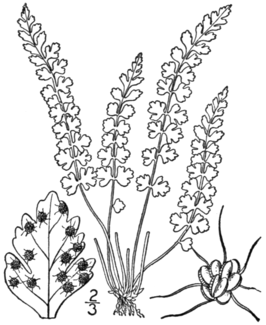 Woodsia glabella