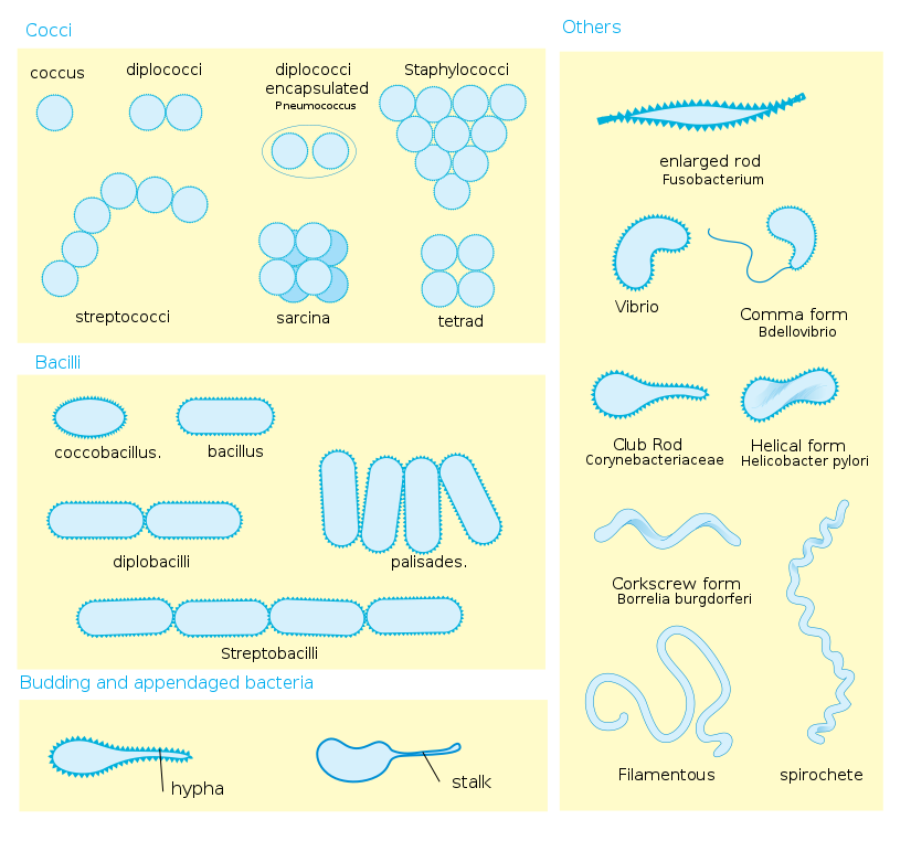 File:Bacterial morphology