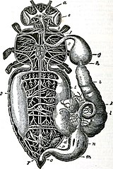 Anatomie der Honigbiene