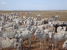 Livestock production requires large areas of land. Bezerros de IATF.jpg