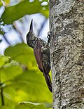 Miniatura para Xiphorhynchus lachrymosus