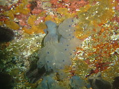 The colonial ascidian "Blue Choirboys"