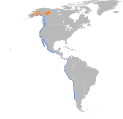 Área de distribución de Calidris virgata Alaranxado: Área de reprodución Azul: Área de invernada