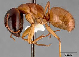 Camponotus sansabeanus