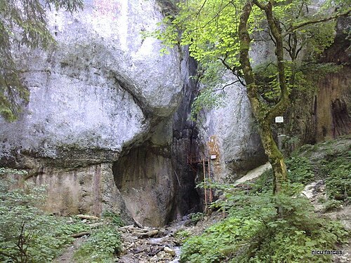 Seven Ladders Canyon things to do in Bușteni