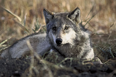 Canis lupus laying in grass.jp