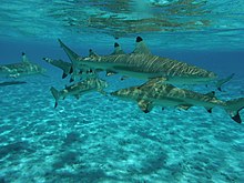 7 requins nagent par petit fond dans une eau limpide.