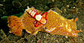 Emperor shrimp at Lembeh Sulawesi, 2008