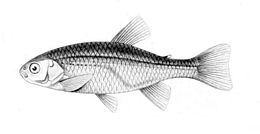 Cheirodon pisciculus