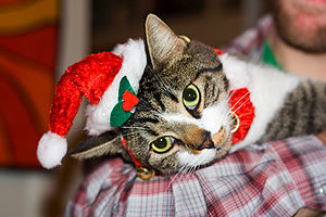 Tortured Cat in Christmas 2007