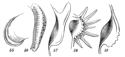 Fig. 55, Helix, reflected; 56, Cypræa, involute, denticulated; 57, Sera, alated; 58, Murex, digitated; 59, Rostellaria, dentated.