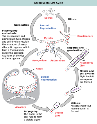 Conidia Formation Redraw.svg
