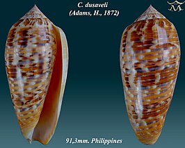 Conus dusaveli