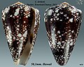 Conus purus Tucker, Tenorio & Chaney, 2011