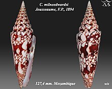 Conus milneedwardsi Jousseaume, F.P., 1894