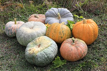 Courges et citrouilles. (définition réelle 5 184 × 3 456)