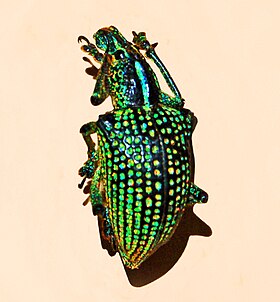 Fotografia de Entimus imperialis (Forster 1771).[1]