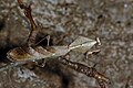 Самец Deroplatys lobata