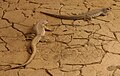 Iguanas del desierto en su hábitat en el Zoológico de Búfalo.