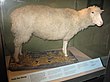 Dolly the sheep