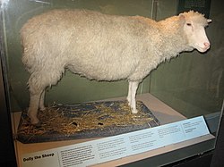 vypreparovaná ovce Dolly