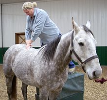 A chiropractic adjustment of a horse Dr. Heidi Bockhold Adjusts Horse.jpg