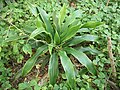 Dracaena aletriformes Isoglossa woodii. 
 JPG