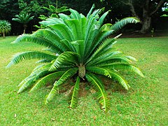 Encephalartos villosus