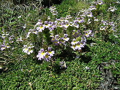 Euphrasia alpina (Italie).