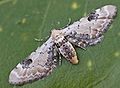 Бабочка Eupithecia centaureata