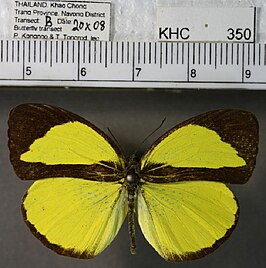 Eurema nicevillei