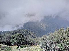 Forests of Diba range