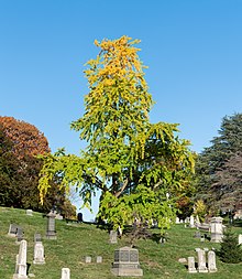 A ginkgo tree in New York during autumn Ginkgo tree in Green-Wood Cemetery (23299p).jpg