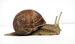 A decomposed snail in Scotland was the humble beginning of the modern law of negligence